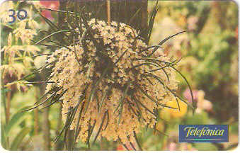 SP-0285 - Orquídea-Capanema